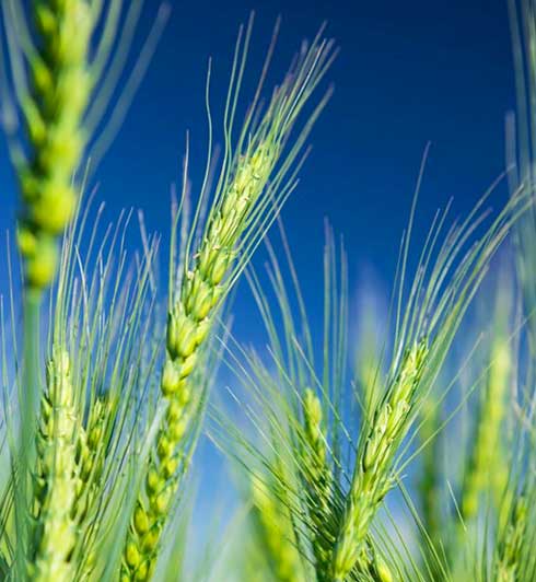 wheat wheat